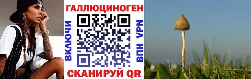 Галлюциногенные грибы Psilocybe  Канаш 